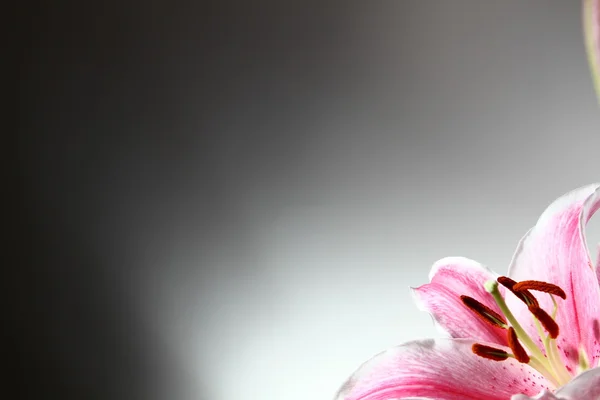 stock image Lily pink flower