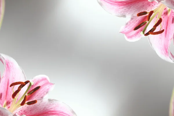 stock image Lily pink flower