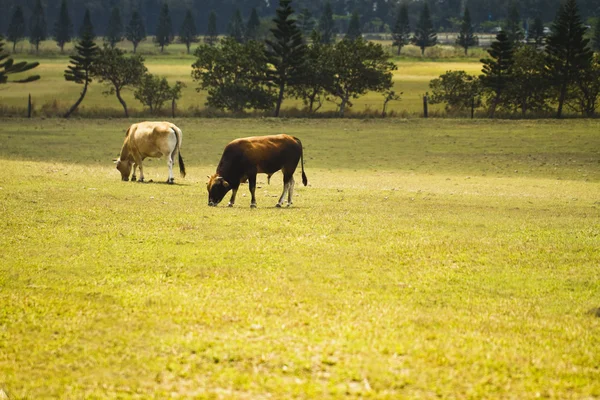 Cattle in Yards — Stock Photo, Image