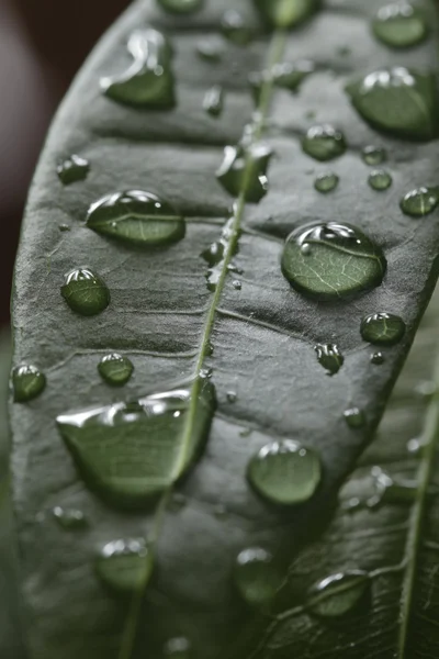 Beautiful water drops on a leaf close-up — Stock Photo, Image