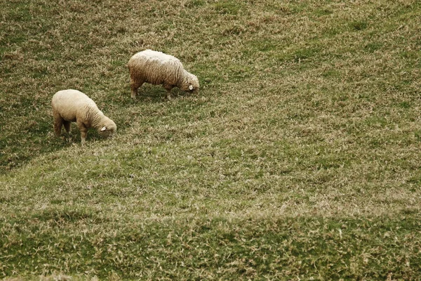 ウーリー羊 — ストック写真