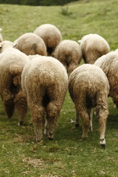 Шерстяные овцы — стоковое фото