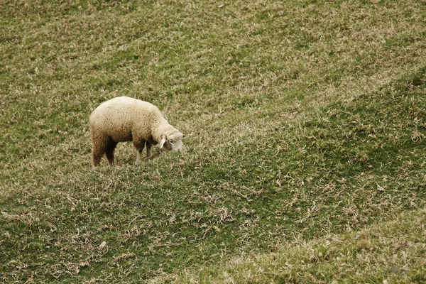 Vlněný ovce — Stock fotografie