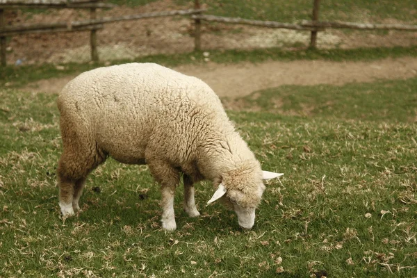 Wollige schapen — Stockfoto