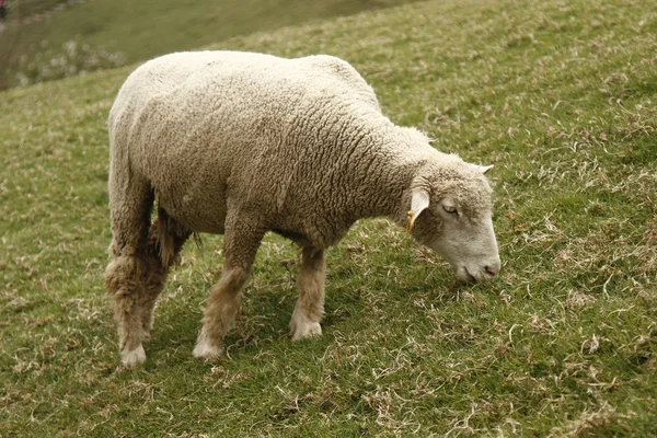 Wooly owiec — Zdjęcie stockowe