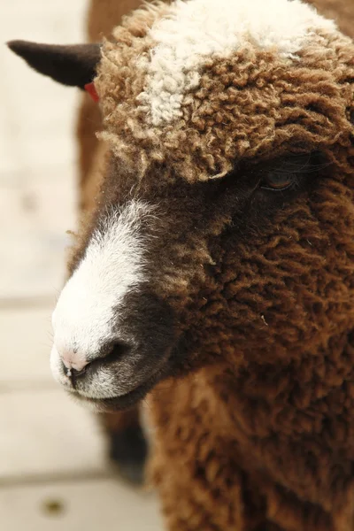 Μαλλί πρόβατο — Φωτογραφία Αρχείου