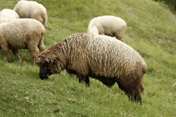 Wooly fåren — Stockfoto