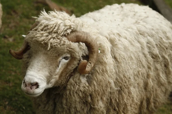 Шерстяная овца — стоковое фото