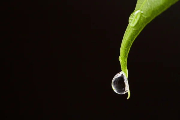Beautiful water drops on a leaf close-up — Stock Photo, Image