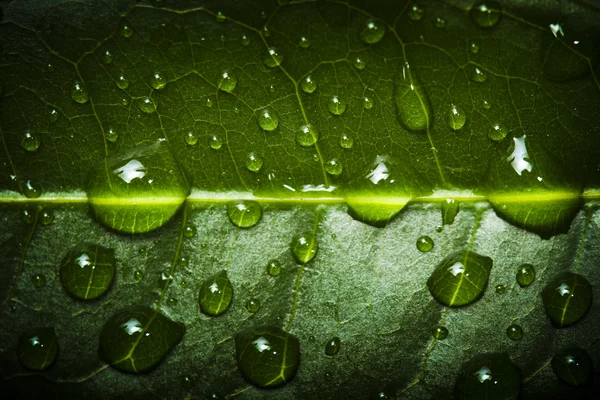 Beautiful water drops on a leaf close-up — Stock Photo, Image