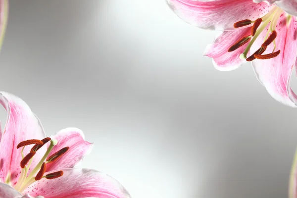 Lily pink flower — Stock Photo, Image