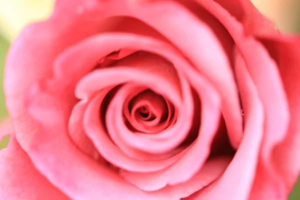 아름다운 분홍빛 장미 — 스톡 사진