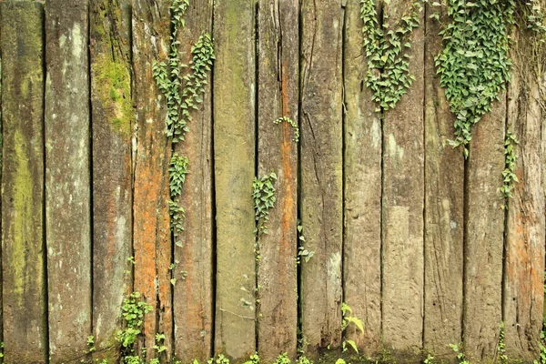 Textura de madeira grunge velho com folhas — Fotografia de Stock
