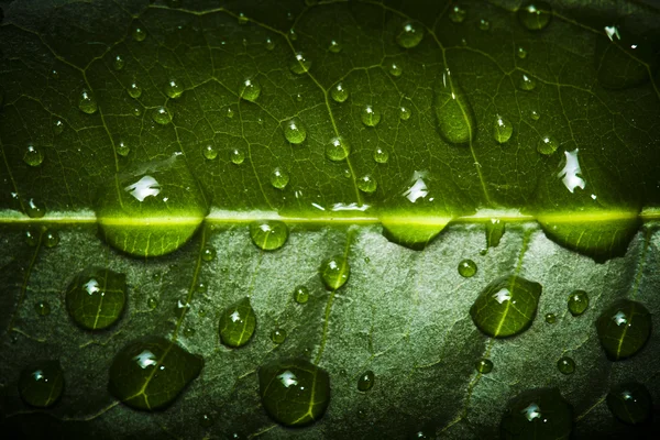 Prachtige waterdruppels op een blad close-up Stockafbeelding