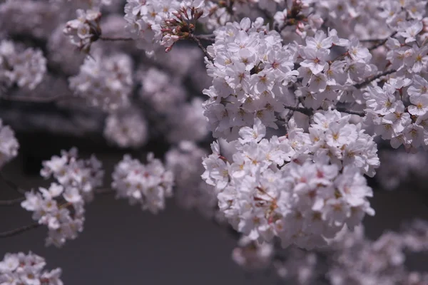 Fiore di ciliegio, sakura — Foto Stock