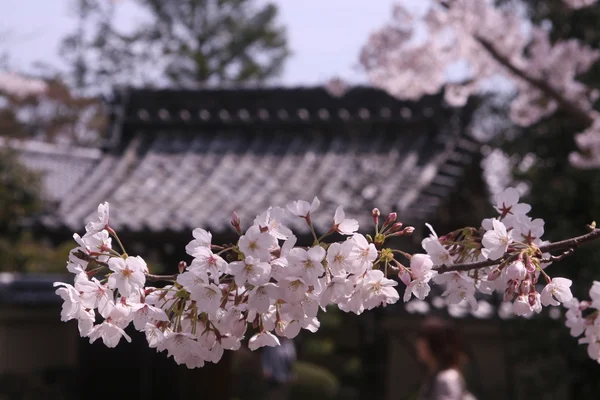 Wiśniowe kwiaty w świątyni japoński — Zdjęcie stockowe