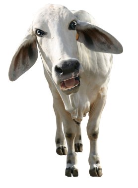 Mad cow clipart