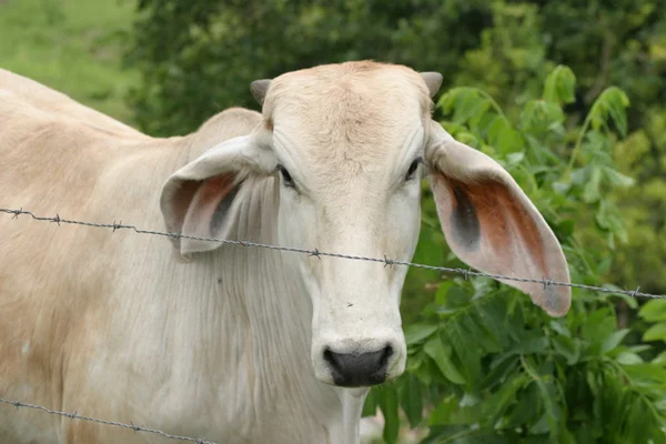 Cebu krowy — Zdjęcie stockowe