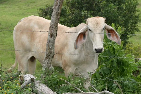 Cebu-Kühe — Stockfoto