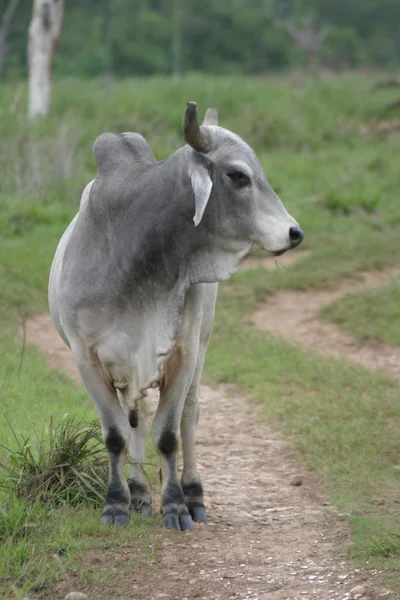 Vacche di Cebu — Foto Stock