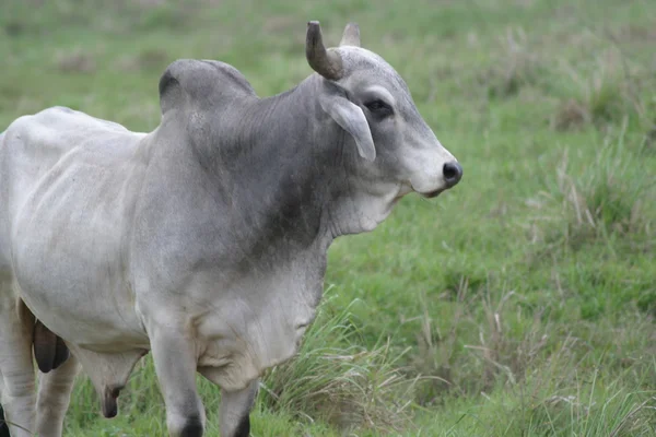 stock image Cebu cows