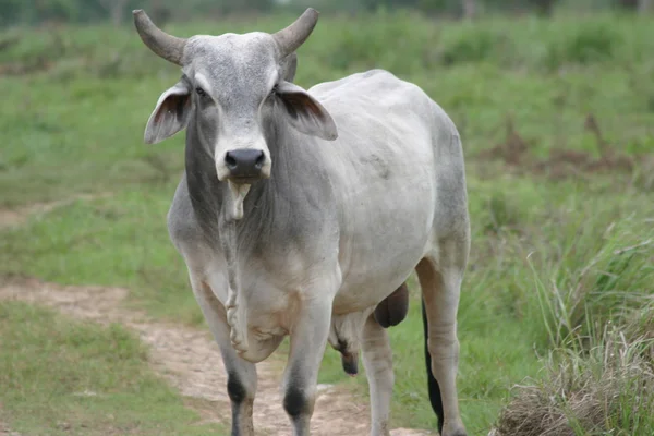Vacas Cebu — Fotografia de Stock