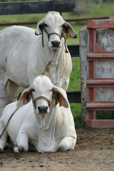 Vacas de Cebú — Foto de Stock