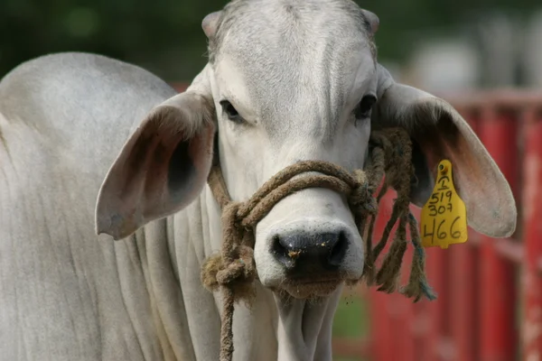 Себу корів — стокове фото