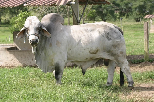 Vacas de Cebú — Foto de Stock