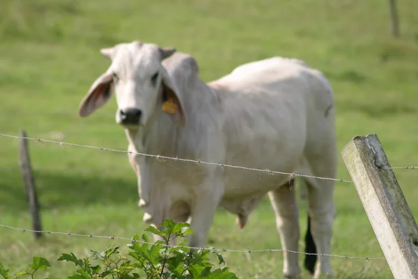 セブ島の牛 — ストック写真