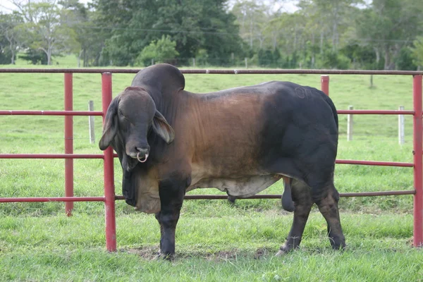 Vacche di Cebu — Foto Stock