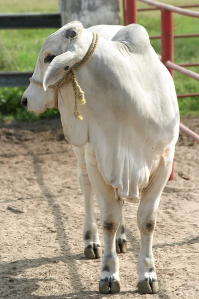 Vacas Cebu — Fotografia de Stock