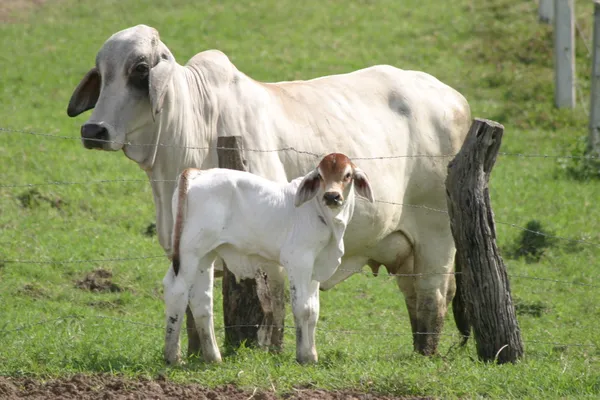 Cebu krowy — Zdjęcie stockowe