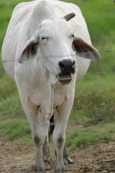 Cebu cattle — Stock Photo, Image