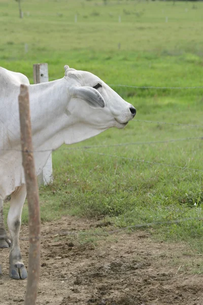 Cebu bovino — Foto de Stock