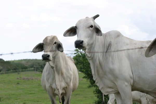 Cebu bydła — Zdjęcie stockowe