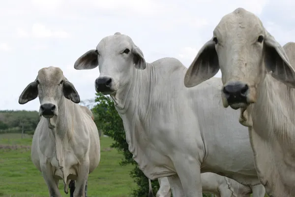 Cebu bovino — Foto de Stock