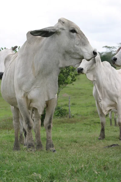 Cebu bydła — Zdjęcie stockowe