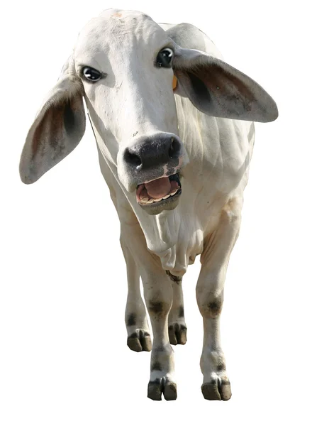 Безумная корова — стоковое фото