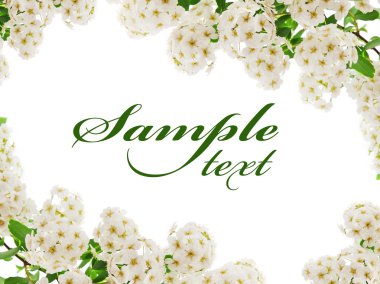 güzel beyaz çiçekler