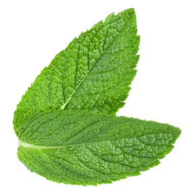 Fresh mint leaves clipart