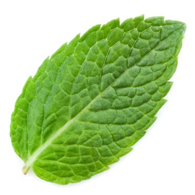 Fresh mint leaves clipart