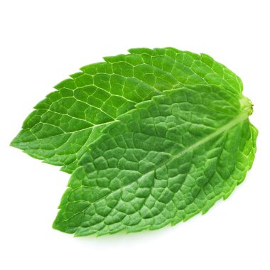 Fresh mint leave clipart