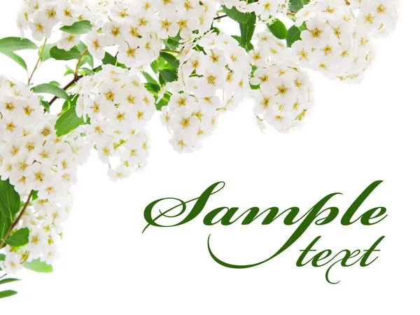 Tarjeta frontera flor blanca — Foto de Stock