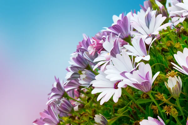Blomväxter — Stockfoto
