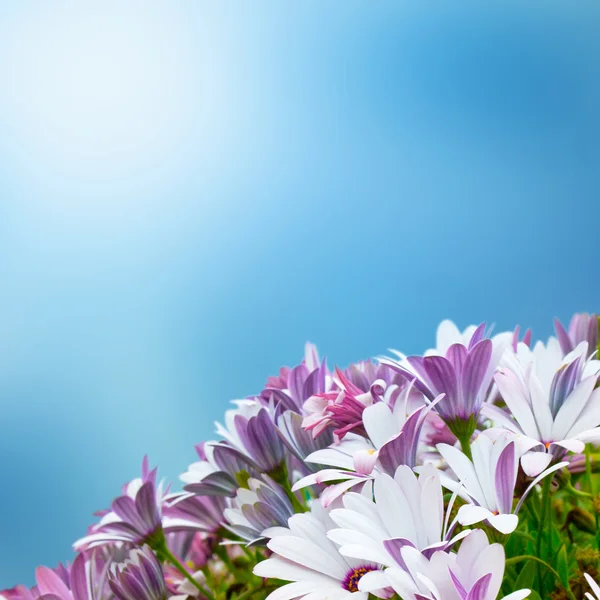 Vackra lila vårblommor — Stockfoto