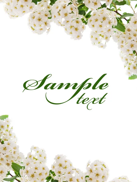 Cartão de borda flor branca — Fotografia de Stock