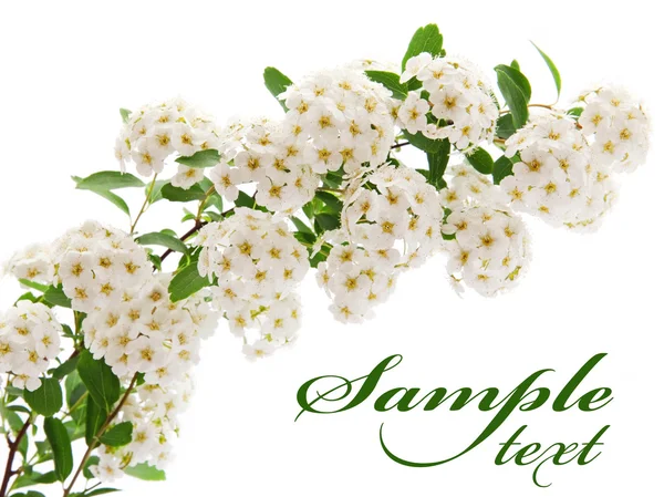 Gren av vita blommor — Stockfoto