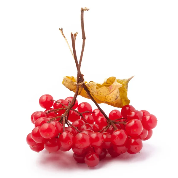 stock image Red berries of Viburnum