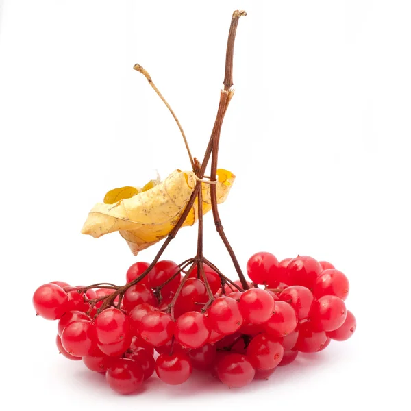 Stock image Red berries of Viburnum